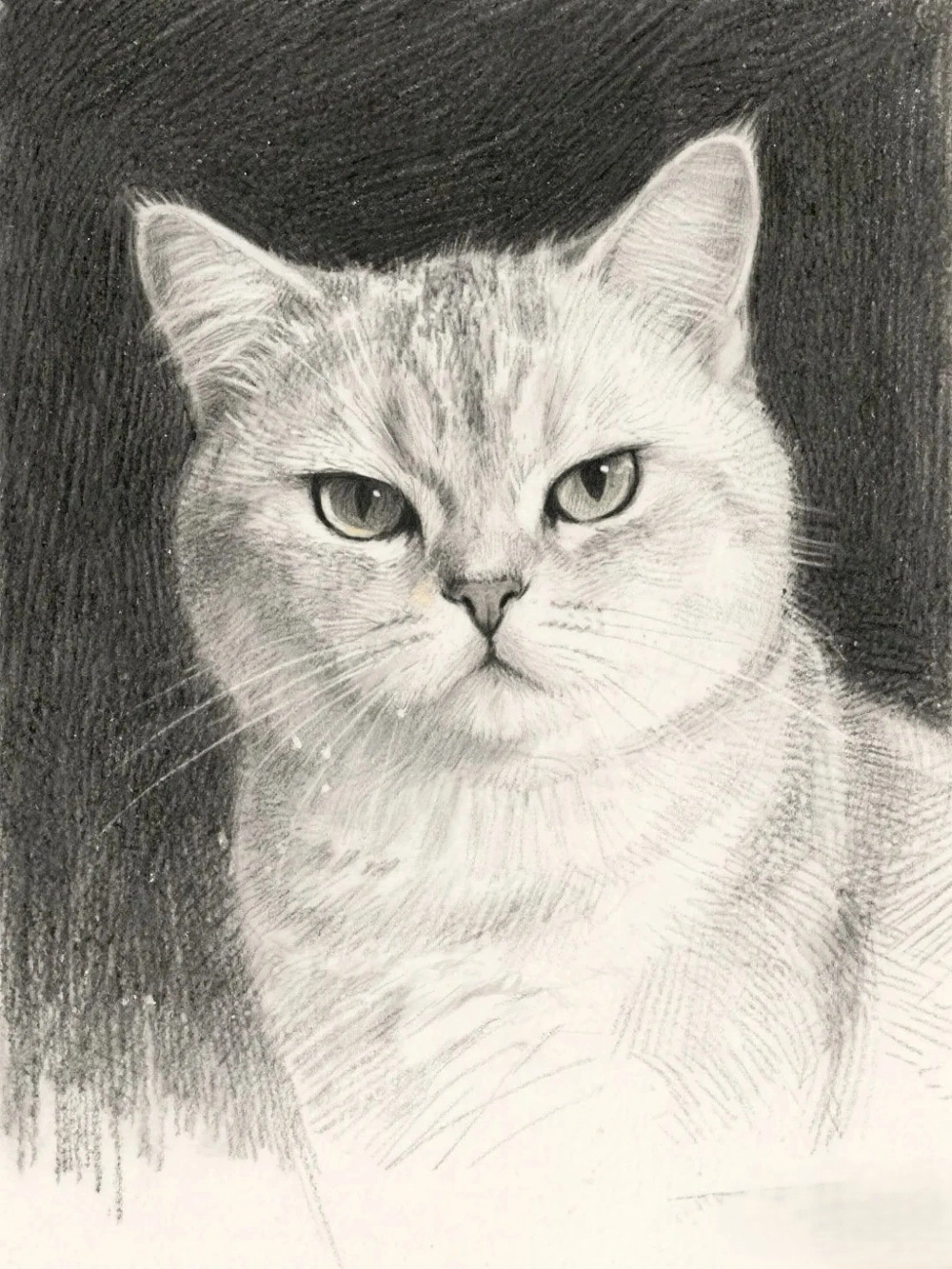 vẽ mèo anime cho người mới bắt đầu